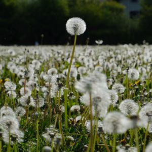 Preview wallpaper dandelions, plants, field, macro, summer