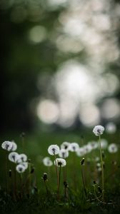 Preview wallpaper dandelions, plants, grass, field