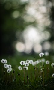 Preview wallpaper dandelions, plants, grass, field