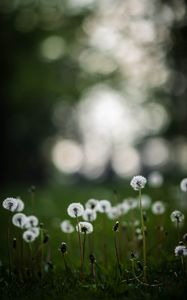 Preview wallpaper dandelions, plants, grass, field