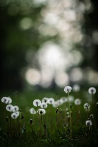 Preview wallpaper dandelions, plants, grass, field