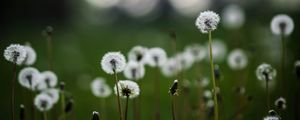 Preview wallpaper dandelions, plants, grass, field