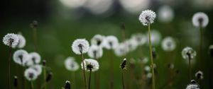 Preview wallpaper dandelions, plants, grass, field