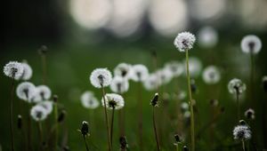 Preview wallpaper dandelions, plants, grass, field