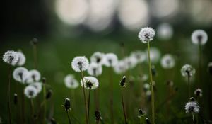 Preview wallpaper dandelions, plants, grass, field