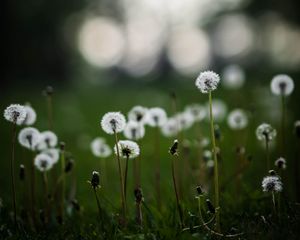 Preview wallpaper dandelions, plants, grass, field