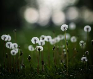 Preview wallpaper dandelions, plants, grass, field