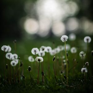 Preview wallpaper dandelions, plants, grass, field