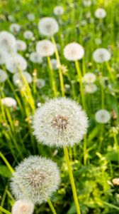 Preview wallpaper dandelions, plants, macro, green