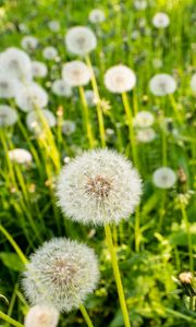 Preview wallpaper dandelions, plants, macro, green