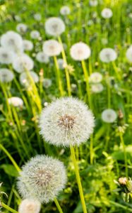 Preview wallpaper dandelions, plants, macro, green