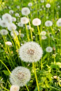 Preview wallpaper dandelions, plants, macro, green