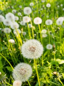 Preview wallpaper dandelions, plants, macro, green