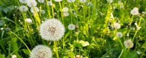 Preview wallpaper dandelions, plants, macro, green