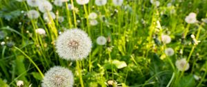 Preview wallpaper dandelions, plants, macro, green