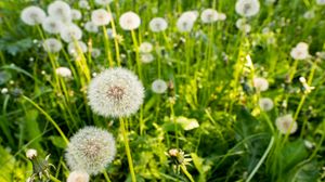 Preview wallpaper dandelions, plants, macro, green