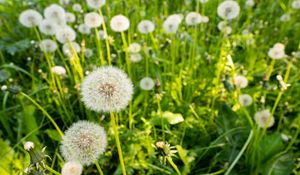 Preview wallpaper dandelions, plants, macro, green