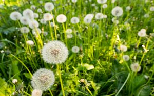 Preview wallpaper dandelions, plants, macro, green