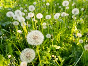 Preview wallpaper dandelions, plants, macro, green