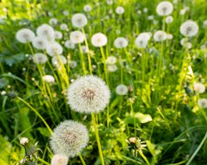 Preview wallpaper dandelions, plants, macro, green