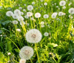 Preview wallpaper dandelions, plants, macro, green