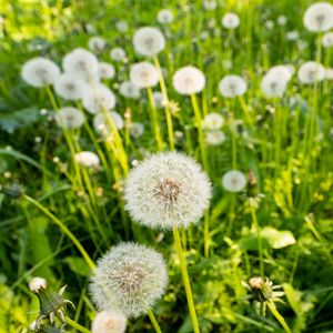 Preview wallpaper dandelions, plants, macro, green