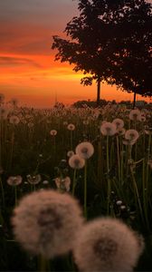 Preview wallpaper dandelions, plants, trees, sunset, nature