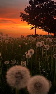 Preview wallpaper dandelions, plants, trees, sunset, nature