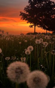 Preview wallpaper dandelions, plants, trees, sunset, nature