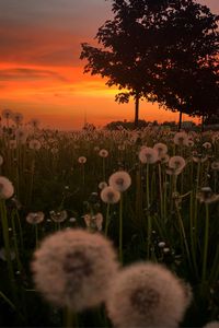 Preview wallpaper dandelions, plants, trees, sunset, nature