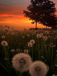 Preview wallpaper dandelions, plants, trees, sunset, nature