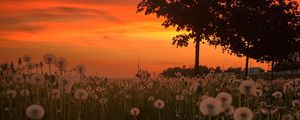 Preview wallpaper dandelions, plants, trees, sunset, nature