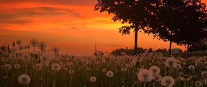 Preview wallpaper dandelions, plants, trees, sunset, nature