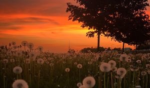 Preview wallpaper dandelions, plants, trees, sunset, nature