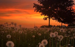 Preview wallpaper dandelions, plants, trees, sunset, nature