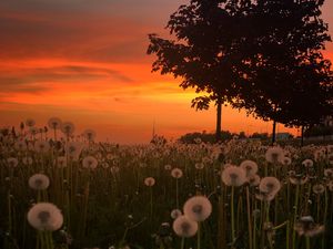 Preview wallpaper dandelions, plants, trees, sunset, nature