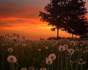 Preview wallpaper dandelions, plants, trees, sunset, nature