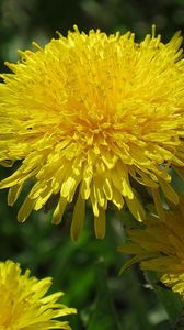 Preview wallpaper dandelions, sun, insects, greens, bright