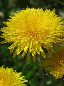 Preview wallpaper dandelions, sun, insects, greens, bright