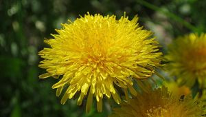 Preview wallpaper dandelions, sun, insects, greens, bright