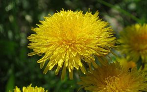 Preview wallpaper dandelions, sun, insects, greens, bright