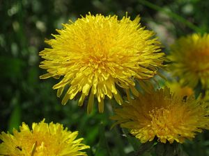 Preview wallpaper dandelions, sun, insects, greens, bright