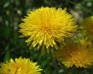 Preview wallpaper dandelions, sun, insects, greens, bright