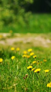 Preview wallpaper dandelions, yellow, grass, glade