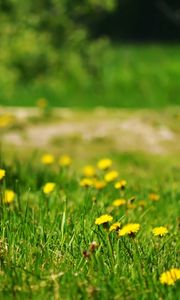 Preview wallpaper dandelions, yellow, grass, glade