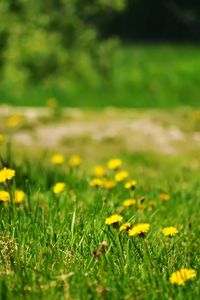 Preview wallpaper dandelions, yellow, grass, glade