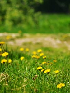 Preview wallpaper dandelions, yellow, grass, glade