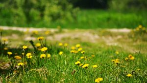 Preview wallpaper dandelions, yellow, grass, glade