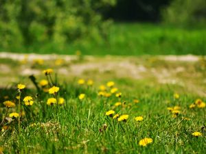 Preview wallpaper dandelions, yellow, grass, glade