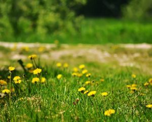 Preview wallpaper dandelions, yellow, grass, glade